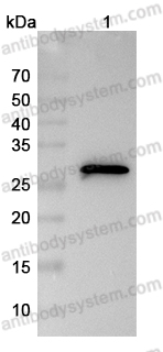 Anti-Myc Tag (EQKLISEEDL) Antibody (9E10#)